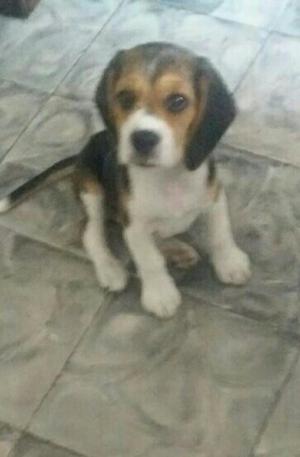 Vendo Perro Beagle Patas Cortas Cachorro