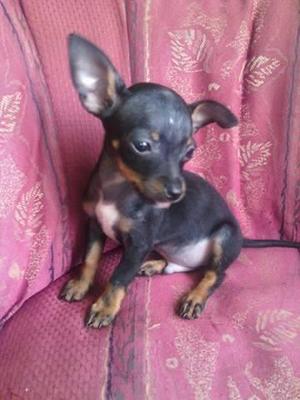 Vendo Perros Pincher Puros bonitos