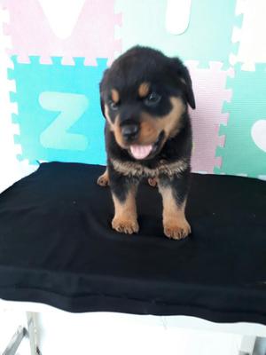 Vendo Rottweiler