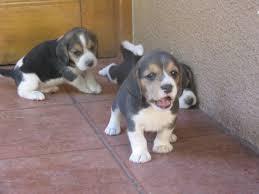 lindos beagle