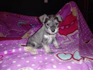 vendo hermosa cachorrita schnauzer