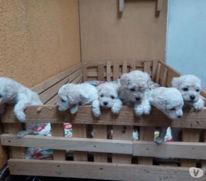 HERMOSOS FRENCH POODLE MINI TOY CACHORROS EN VENTA GARANTIZA