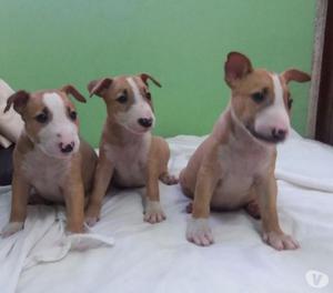 PRECIOSOS CACHORROS BULLTERRIER EN VENTA MACHOS Y HEMBRAS