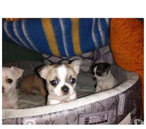 Cachorros Con Garantia y Puros Chihuahua