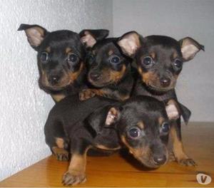Felices Pequeños Cachorros Pincher Miniatura