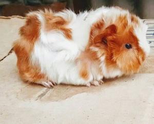 Cobayas O Conejillos De Indias Angora