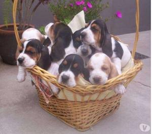 Lindos cachorros de raza basset hound en venta con garantias