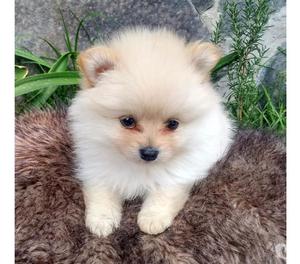 Venta de cachorros pomeranias con garantias envios desde cal