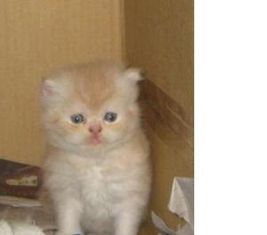 gatos persa bebes