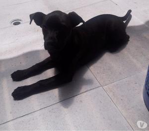 Se da en adopción a cachorra de 3 meses..