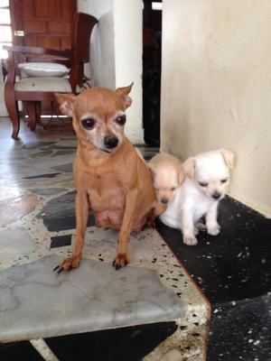 ADOPTE LINDAS CACHORRITAS