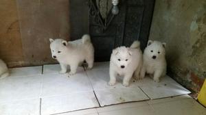 Adorables Cachorros Samoyedo