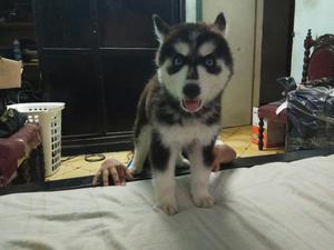 Alaska Malamute Ojos Azules