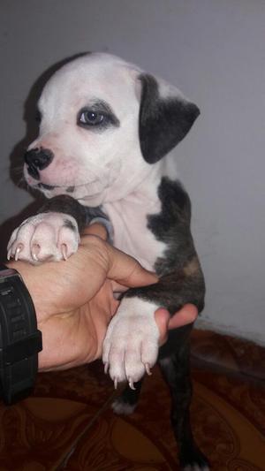 American Pitbull Terrrier