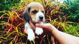 Beagle Enanito Chiquitico