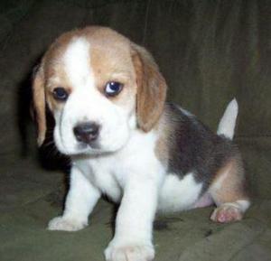 Beagle Tricolor en Venta