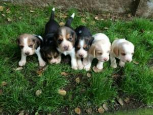 Beagles Ingles Tricolor Minis