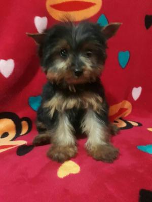 Buena Genética Yorkshire Terrier Mini