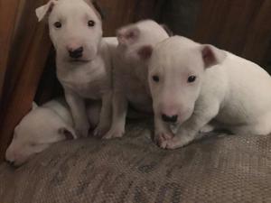 Bull Terrier Bebes