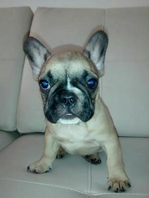 Bulldog Frances Disponible