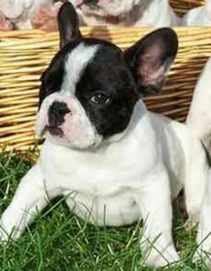 Bulldog Frances Vaquitas Venta