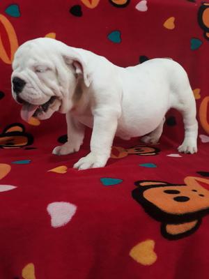 Cachorro Hermoso Bulldog Ingles