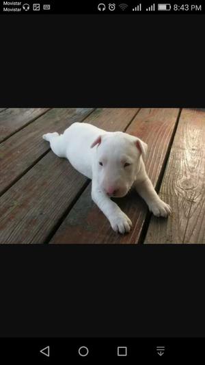 Cachorros Bull Terrier