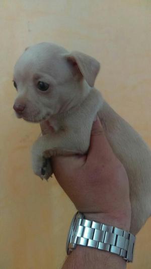 Cachorros Chihuahua