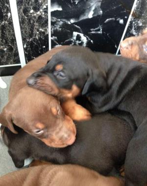 DOBERMAN EN VENTA CACHORROS