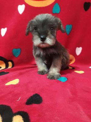 Excelentes Schnauzer Mini para La Venta