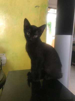 GATICO EN ADOPCION