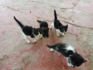 Gaticos en Adopcion