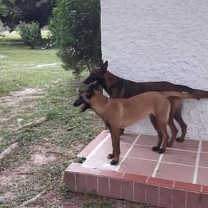 HERMOSOS CACHORROS PASTOR BELGA MALINOIS