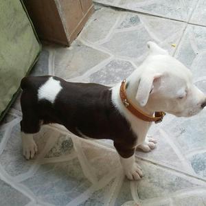 Hermosa Pit Bull