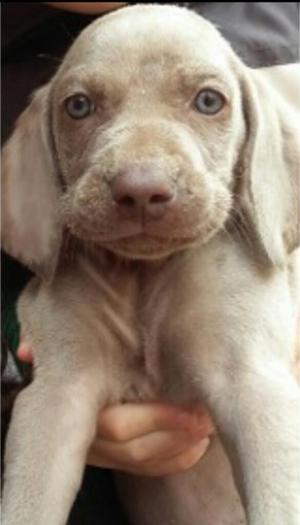 Hermosas Weimaraner, de Dos Meses