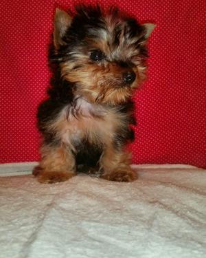 Hermosos Tea Cup Yorkshire Terrier