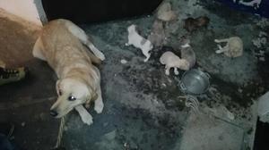 Labrador Cachorros en Adopción