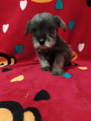 Mini Schnauzer en Venta