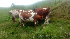 Novillas Ayr Shire Preñadas​ Otras Holstein