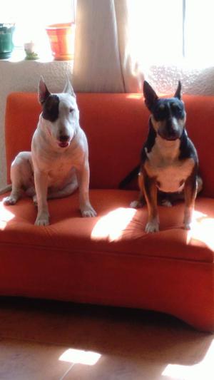 PERROS BULL TERRIER LINEA MINI