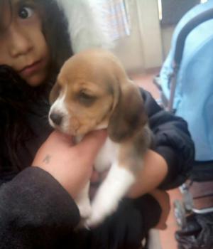 Perro Beagle