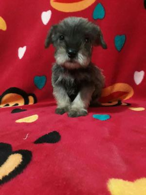 Schnauzer Miniatura