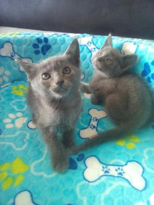 Se Vende Gatos Azul Ruso