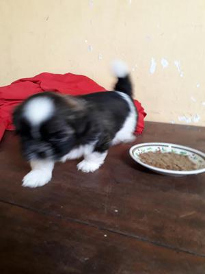 Se Vende Perrita Shitzu