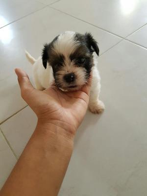 Se Vende Un Hermoso Cachorro Macho