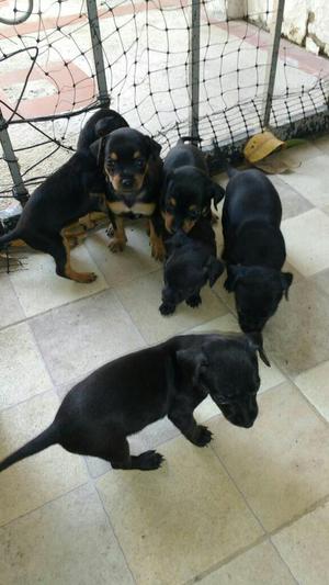 Se Venden Perros Pincher Cachorros