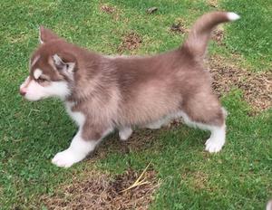 Siberian Husky