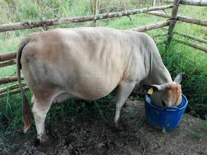 Vaca Paturra