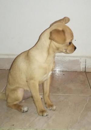 Vendemos Hermosa Cachorrita Chihuahua