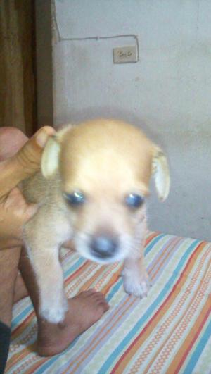 Vendo Cachorro Pincher